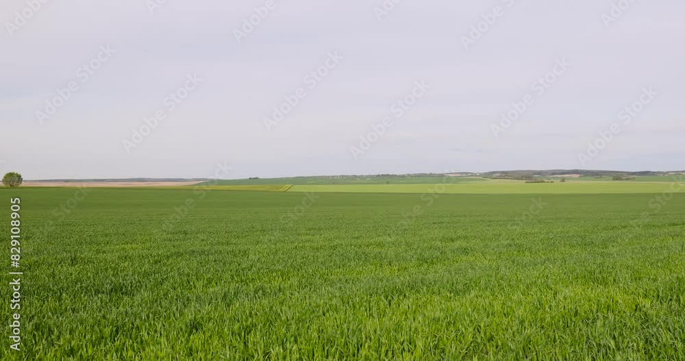 wheat field with green shoots in spring, young shoots of winter wheat in spring wheat field with green shoots in spring, young shoots of winter wheat in spring