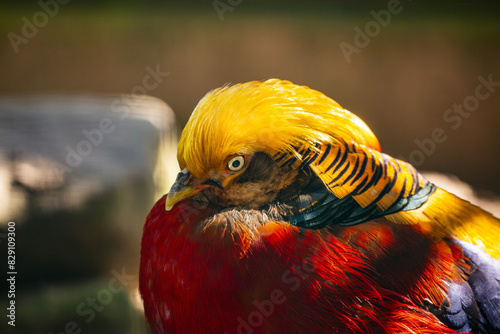 Nahaufnahme von Goldfasan