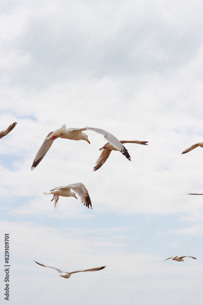 Fototapeta premium seagulls in the sky