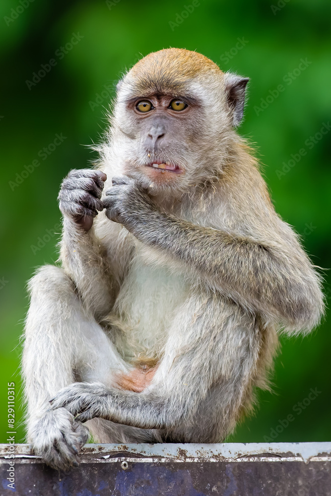 Long tailed Macaque monkey sitting on a sign at the Batu Caves, Kuala Lumpur, Malaysia