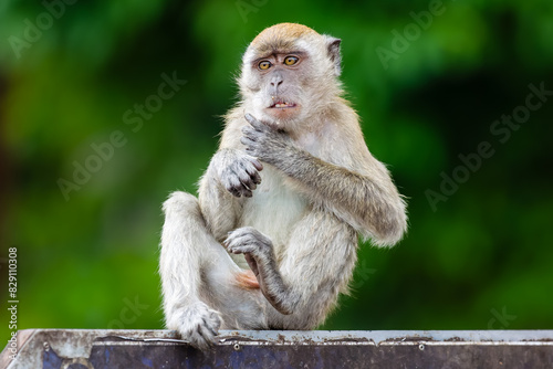 Photography Long tailed Macaque monkey sitting on a sign at the Batu Caves, Kuala Lumpur, Ma