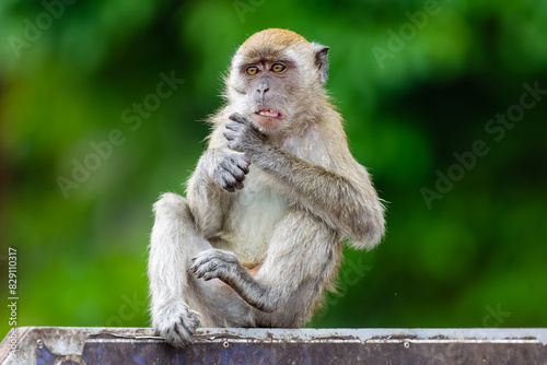 Photography Long tailed Macaque monkey sitting on a sign at the Batu Caves, Kuala Lumpur, Ma