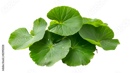 Close up Gotu kola or Centella asiatica leaves isolated on transparent background, Asian organic Herb and spice concept, Natural organic healthy plant photo