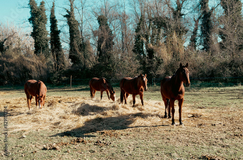 Caballos en el campo