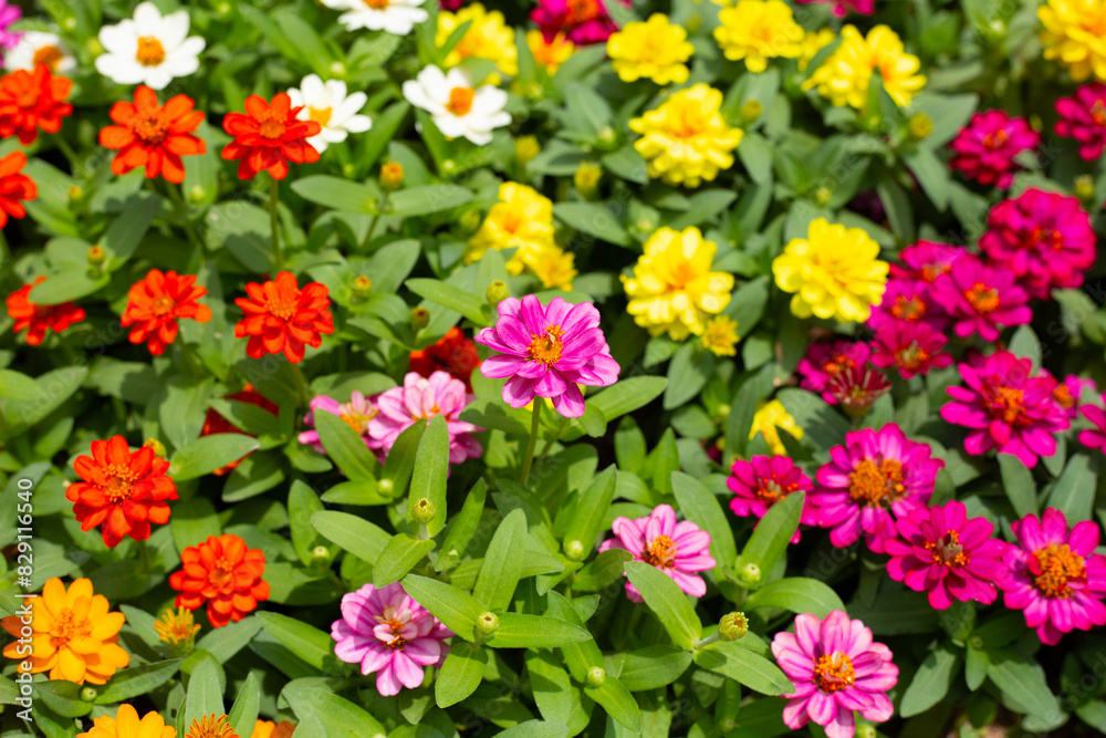Zinnia flower in the garden Zinnia flower in the garden