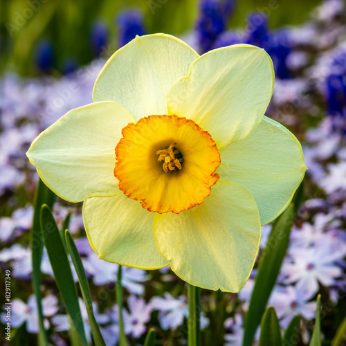 Daffodil