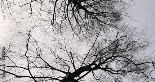cloudy weather in windy weather in the winter park with birch tree, bare branches of birch tree in the winter season in the park