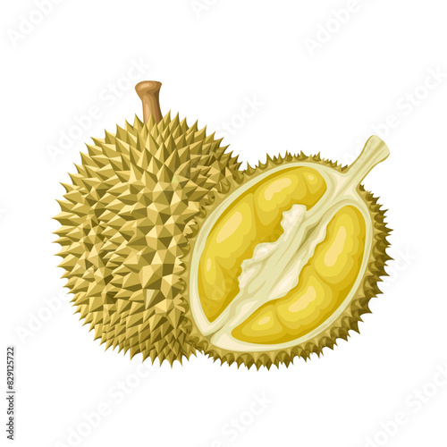 Vector illustration of durian fruit, tropical fruit, isolated on white background.