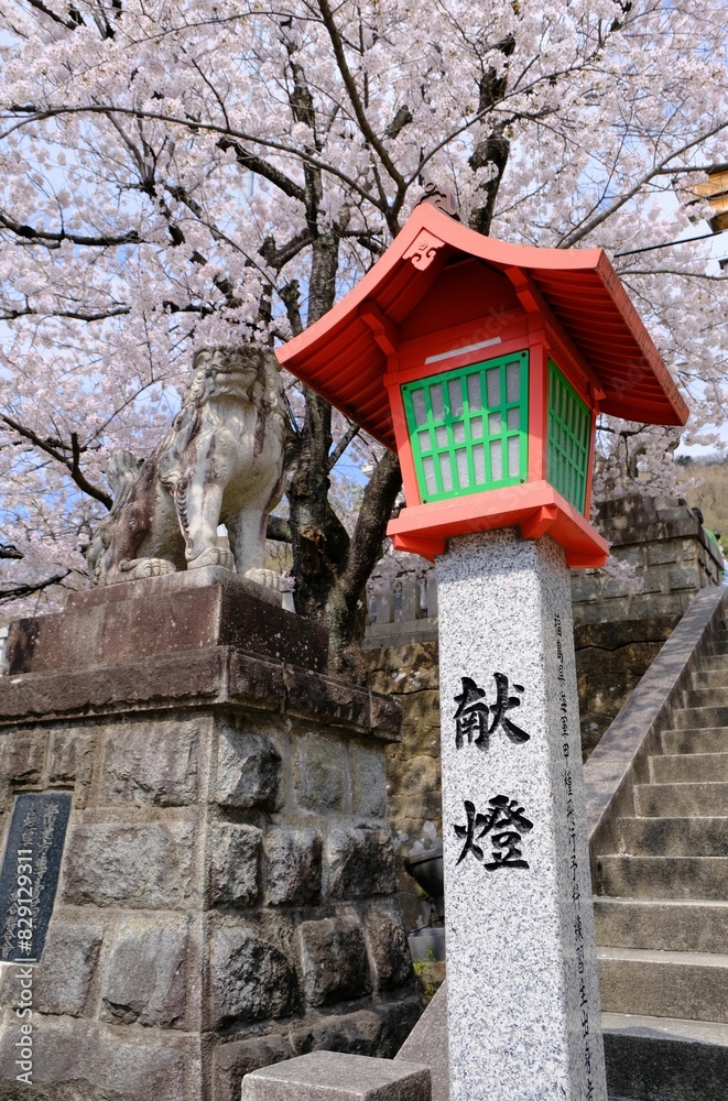 Obraz premium 春の季節の桜の下、神社の灯籠