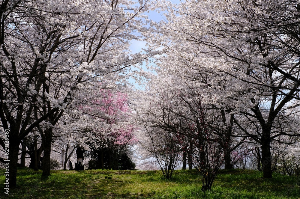 Obraz premium 桜のトンネル、春風が抜ける