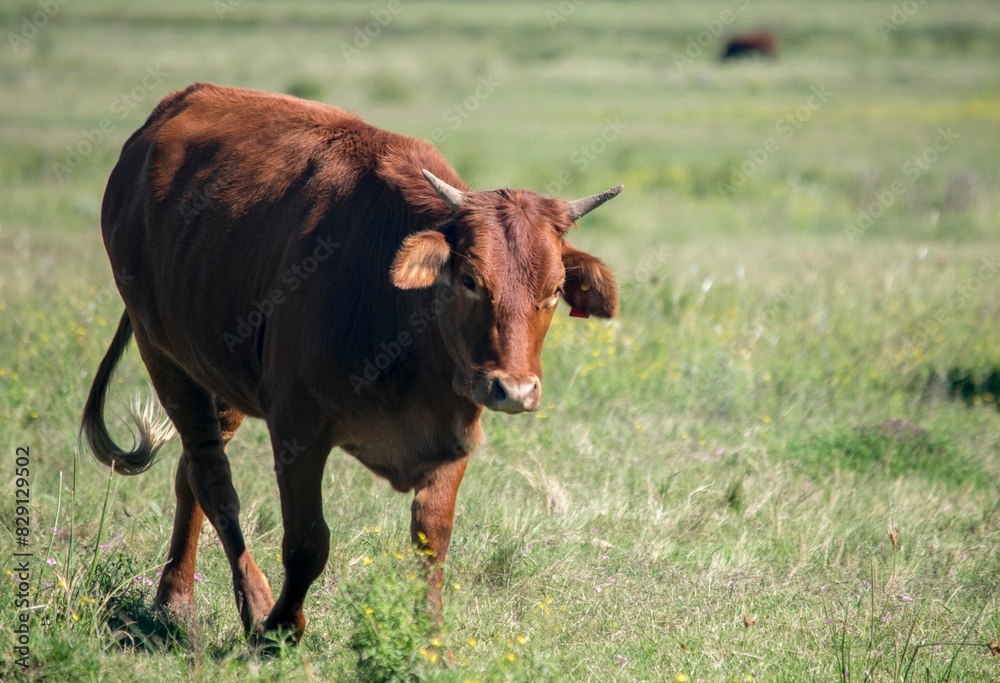 brown cow grazing in the field. brown cow grazing in the field.