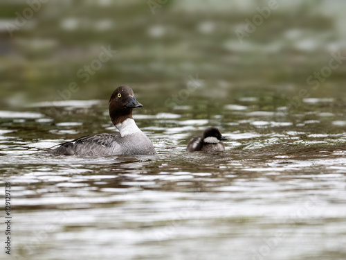 Common Goldeneye with duckling swimming in river in Spring