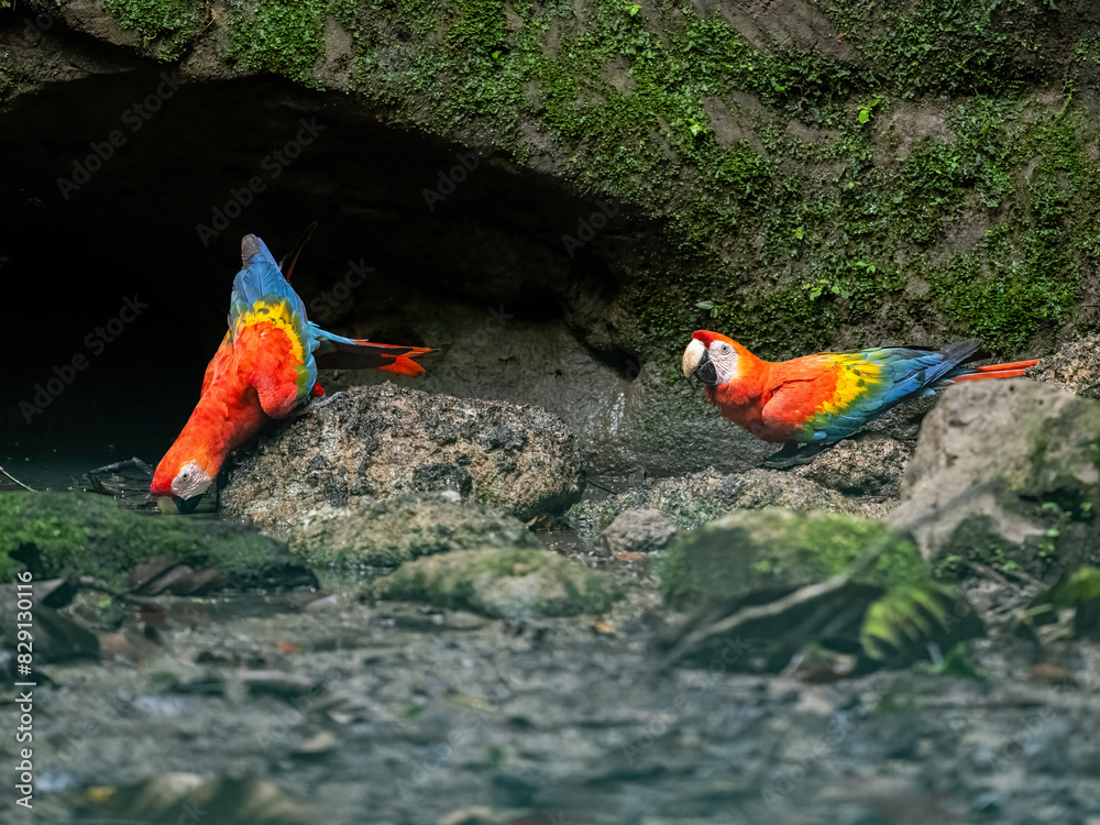 Obraz premium Scarlet Macaws on a rock at a clay lick