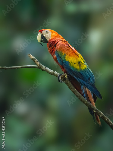 Scarlet Macaw closeup portrait on tree branch against blur green background