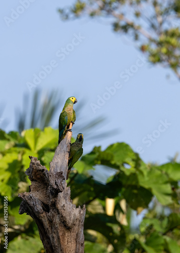 Wild Red-bellied Macaw on top of dead tree trunk in Ecuador photo