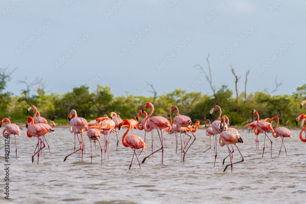 Obraz premium Flock of flamingos walking in a shallow pond in la Guajira, Colombia