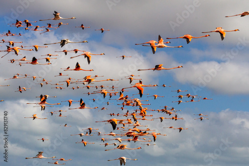 Flock of flamingos flying in the sky with clouds