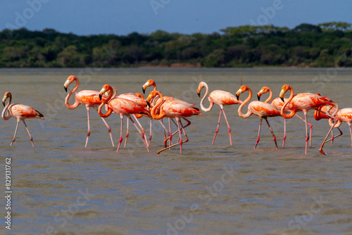 Flock of flamingos walking in a shallow pond in la Guajira, Colombia