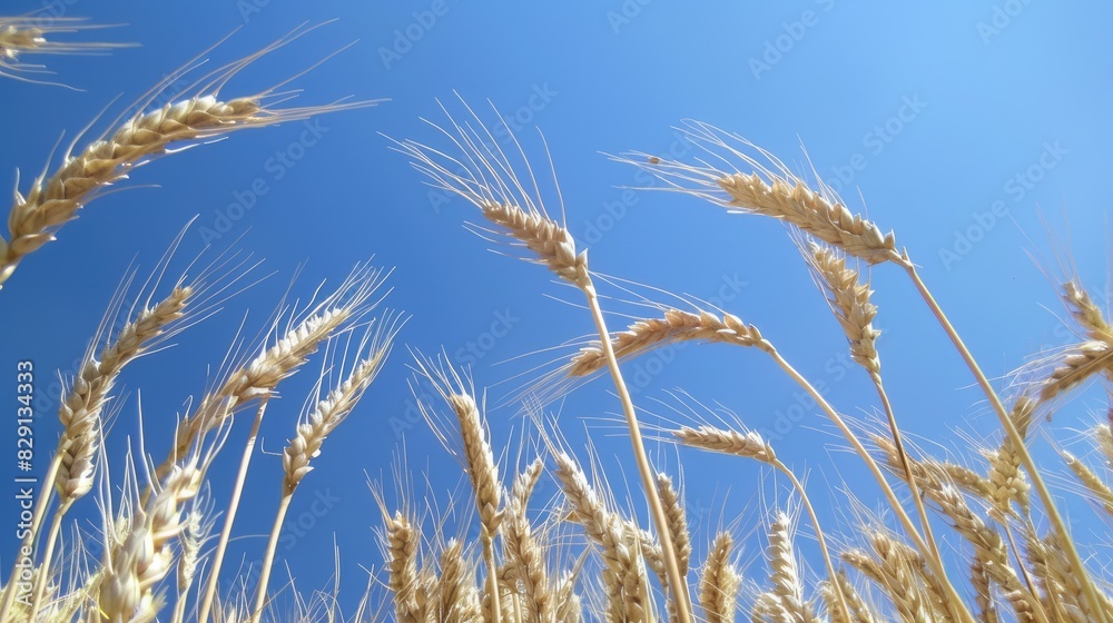 Wheat stalks under the clear blue sky Wheat stalks under the clear blue sky