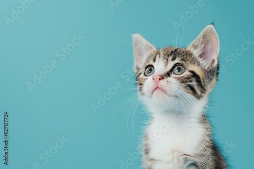 Portrait of a white and tan tabby kitten looking up and slightly to viewers right with wide eyed curiosity. Blue background with copy space - generative ai