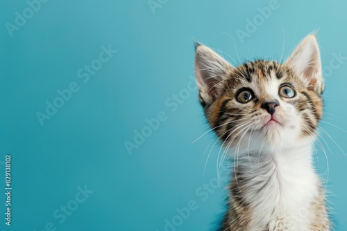 Portrait of a white and tan tabby kitten looking up and slightly to viewers right with wide eyed curiosity. Blue background with copy space - generative ai