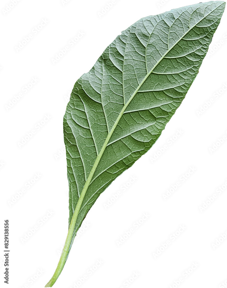 My Garden Leaves Front-Rear 021