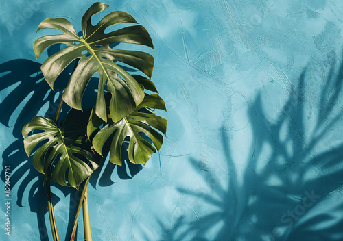  Sunlit Monstera Plant on Blue Background photo