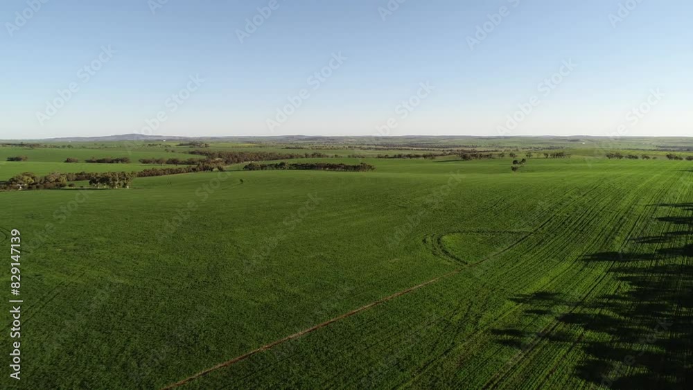 Aerial Flyover Car Driving On Country Road Through Green Paddocks Field Crops Wheat Barley Aerial Flyover Car Driving On Country Road Through Green Paddocks Field Crops Wheat Barley