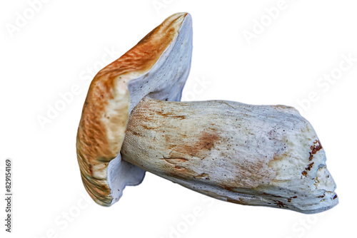 One whole edible mushroom on white background isolated close up.