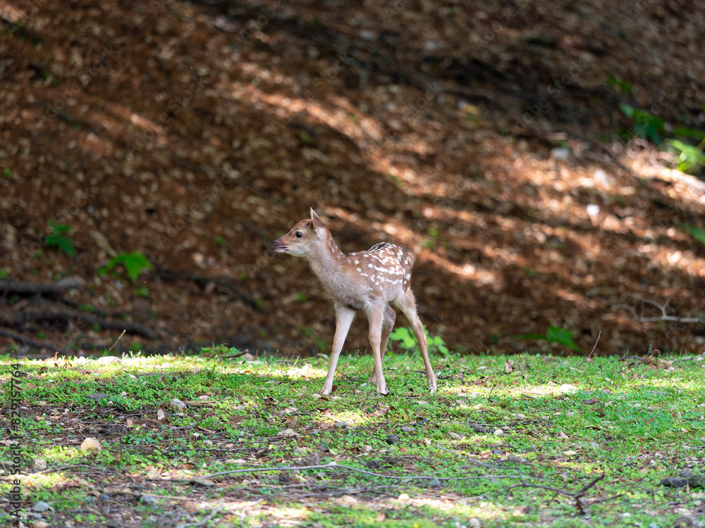 Fototapeta premium 【奈良公園】可愛い鹿の赤ちゃん