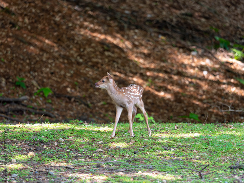 【奈良公園】可愛い鹿の赤ちゃん