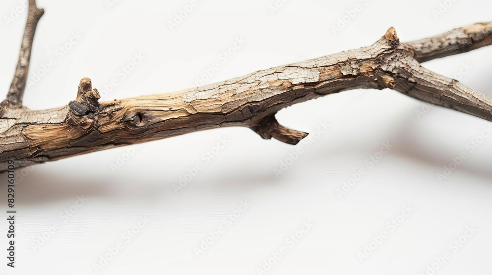 closeup of brown dry tree branch texture on white isolated background abstract nature concept macro photography closeup of brown dry tree branch texture on white isolated background abstract nature concept macro photography