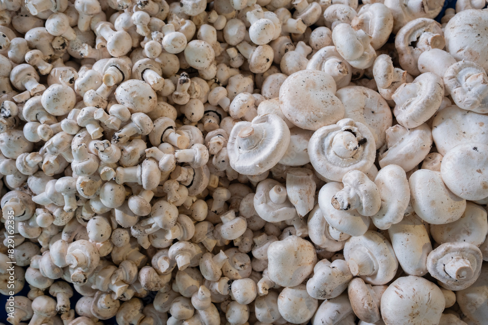 Fresh mushrooms sold in the market Fresh mushrooms sold in the market