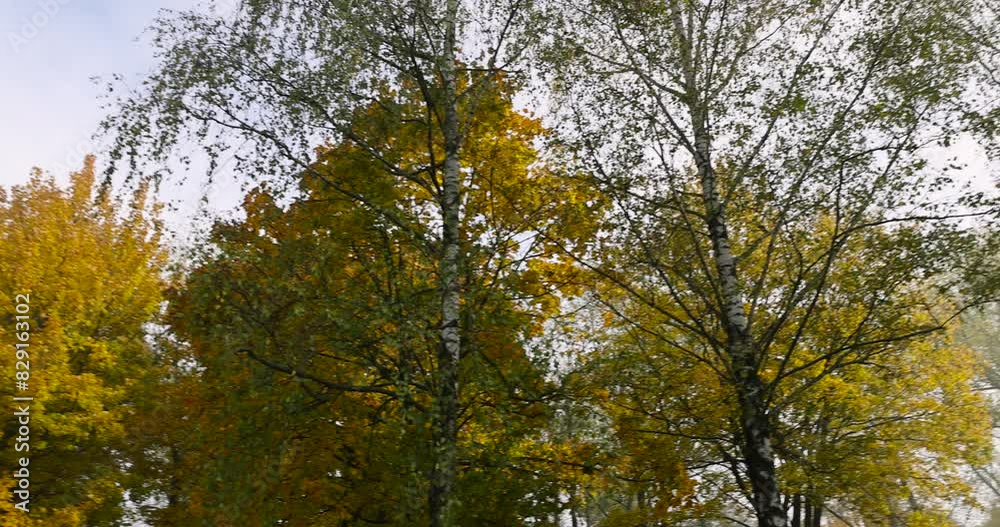 yellow foliage maple trees in autumn, maple in autumn in cloudy weather during leaf fall yellow foliage maple trees in autumn, maple in autumn in cloudy weather during leaf fall