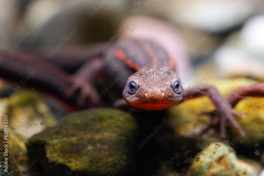 Naklejka premium アカハライモリのマクロ