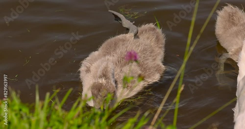 grey chicks of the white sibilant swan with grey down, young small swans with adult swans parents photo