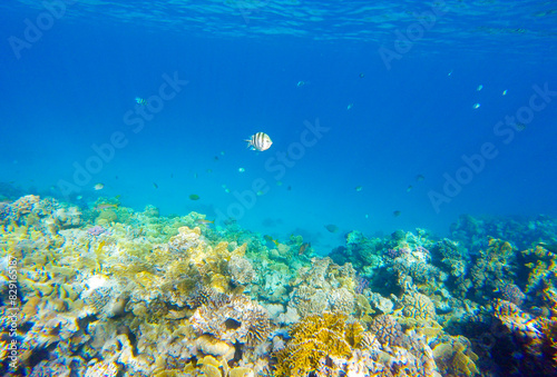 summer background banner with fish and coral in the red sea in egypt