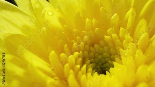 A close-up spectacle unveils the golden beauty of a chrysanthemum  its delicate petals and center intricacies gleaming under the lens  adorned with shimmering dewdrops. 