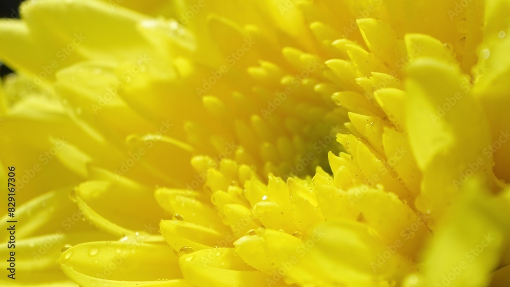 Dive into the heart of a yellow chrysanthemum with this macro shot. Vivid petals adorned with glistening water droplets unveil the flower's intricate beauty, captivating in its freshness.
Dive into the heart of a yellow chrysanthemum with this macro shot. Vivid petals adorned with glistening water droplets unveil the flower's intricate beauty, captivating in its freshness.