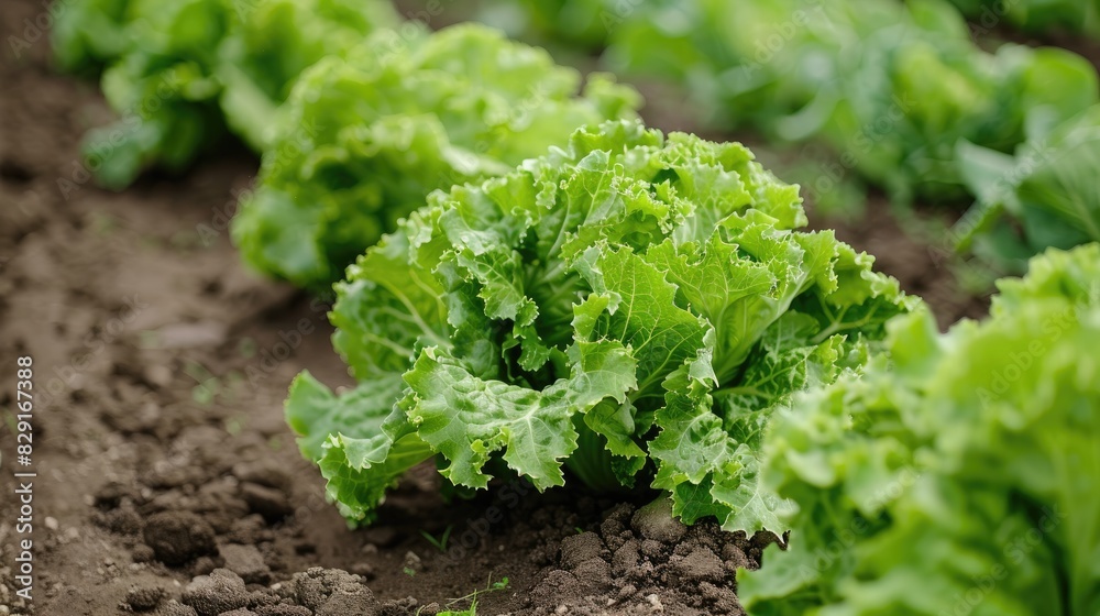Farm cultivating iceberg lettuce