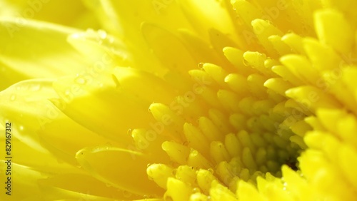 A mesmerizing macro shot unveils the enchanting allure of a yellow chrysanthemum. Vivid petals  bedecked with dainty dewdrops  showcase nature s vibrant artistry in exquisite detail. 