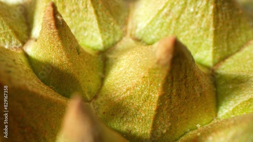 Obraz na plátně Durian's macro shot unveils its formidable thorns, sharp and triangular, set against a textured surface transitioning from green to yellow-brown
