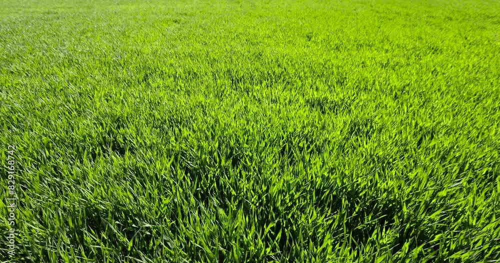 wheat field with green grass in sunny weather, beautiful green cereals in the field wheat field with green grass in sunny weather, beautiful green cereals in the field