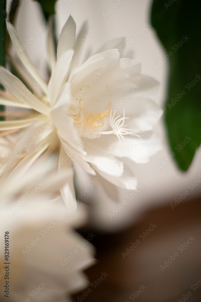 Obraz premium 月下美人