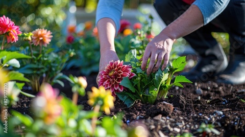 Planting dahlia tubers in a decorative garden bed photo