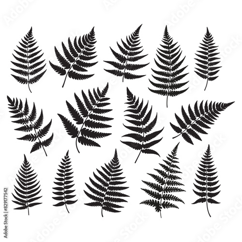 set of fern leaves silhouettes on white