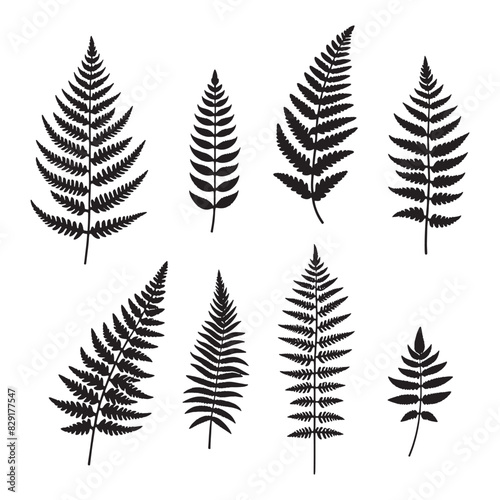 set of fern leaves silhouettes on white