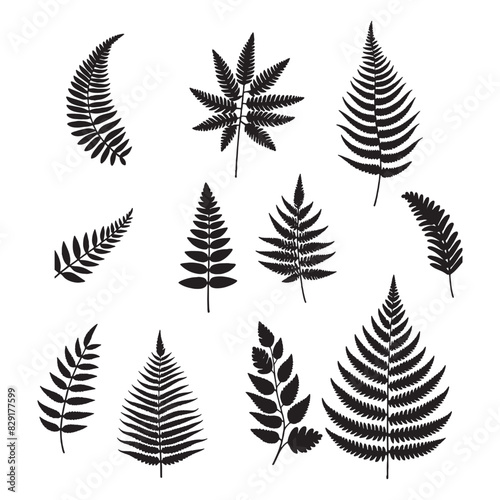 set of fern leaves silhouettes on white