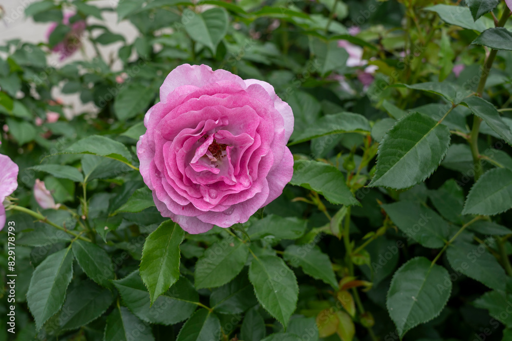 Closeup of Violet's Pride rose flowers with leaves in a garden. Closeup of Violet's Pride rose flowers with leaves in a garden.