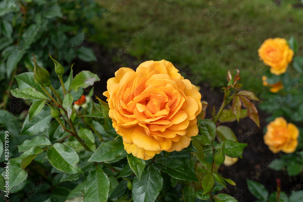 Closeup of a South Africa rose flower with leaves in a garden. Closeup of a South Africa rose flower with leaves in a garden.